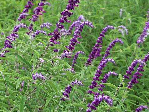 鼠尾草香料作用与用途