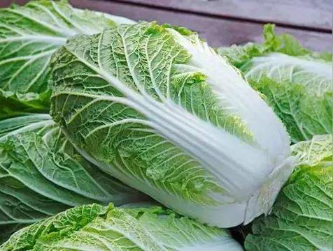 白菜属于什么科（十字花科）