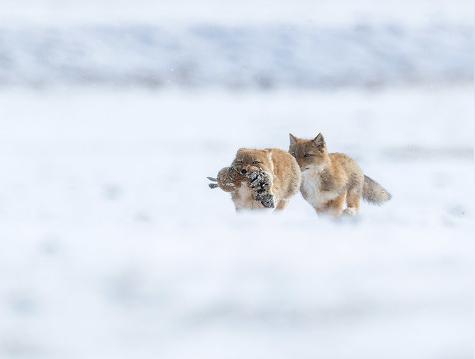 藏狐是一夫一妻吗
