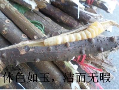 斗米虫的功效与作用