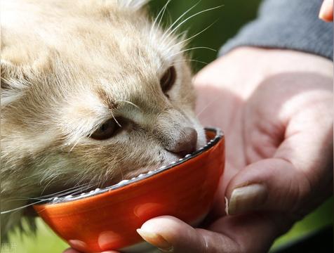 猫粮分类几种种类