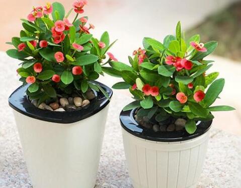 虎刺梅有毒吗家里能养吗（养殖方法）