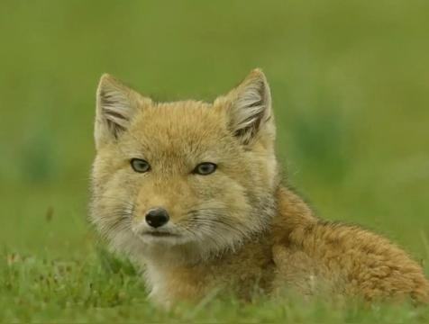 藏狐的性格特点是怎么样的