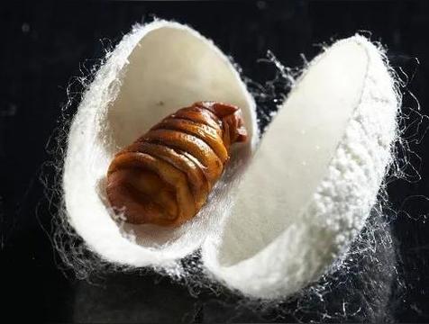 蚕是节肢动物吗（蚕的介绍）