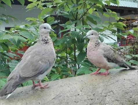 斑鸠吃什么食物