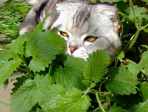 猫薄荷会让猫发春吗