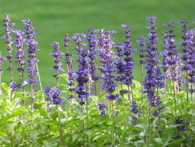 鼠尾草的功效与作用