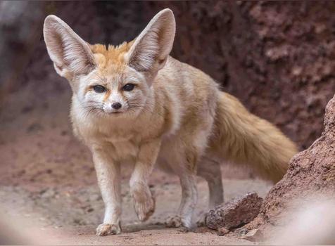 耳廓狐能当宠物吗(耳廓狐能听懂人话吗)