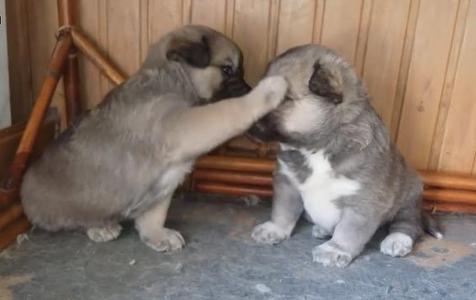 ​​​​​​​狗狗喜欢咬人怎么办