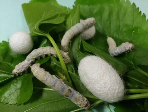 蚕为什么叫蚕宝宝