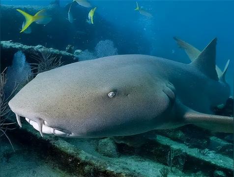 护士鲨是什么鲨鱼