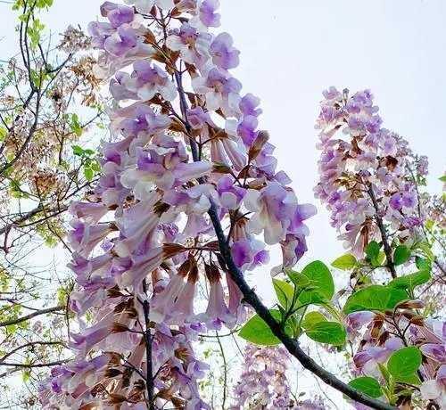 梧桐花的花语和寓意