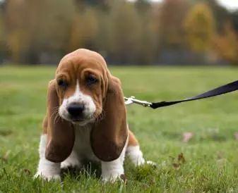 巴吉度犬（世界名犬）