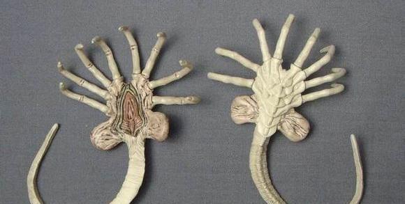 抱脸虫和异形什么关系