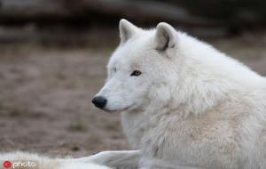 白眼狼的意思（白眼狼比喻什么样的人）