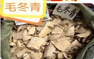 毛冬青的功效与作用