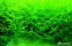 竹节草水草的养殖方法