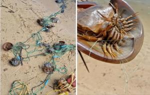 马蹄蟹是保护动物吗