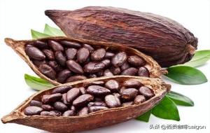 可可豆和咖啡豆的区别