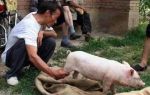 劁猪匠(从事将猪的睾丸去除的手艺人)