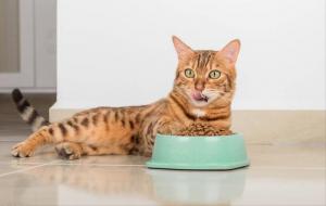 猫粮什么牌子好又便宜