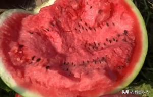 无籽西瓜是怎么种出来的(培育原理)