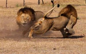 自然主义名词解释