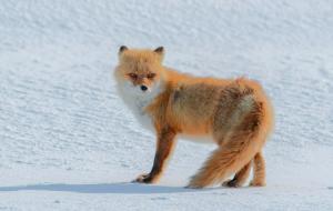 藏狐与赤狐区别(天差地别)
