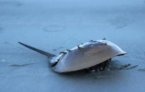 马蹄蟹是什么:拥有蓝色血液的马蹄蟹