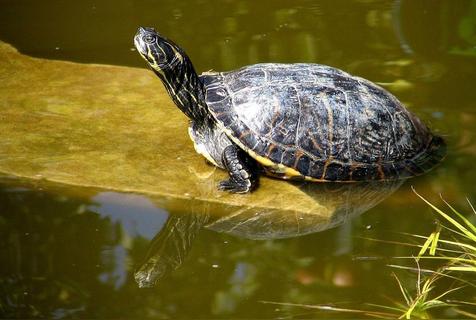 小乌龟怎么养,吃什么,要放多少水合适