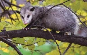 负鼠是什么动物