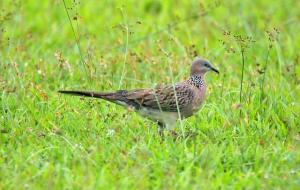 鸠占鹊巢的鹊指的是什么