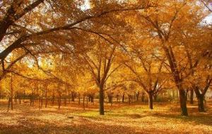 杏林指什么(杏林高手指代的是什么)