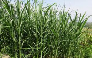 茅草根的功效与作用(茅草长什么样子)