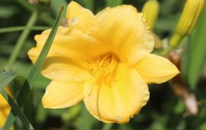 昨日黄花的意思(和明日黄花的区别)