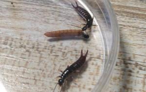 蠼螋在家里是好事还是坏事