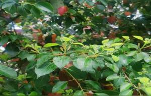 常青树的意思（常青树的寓意与象征）