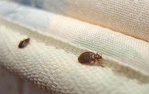 床上放什么臭虫不敢来