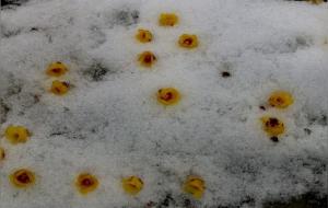 花里胡哨是什么意思