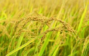 转基因是什么意思