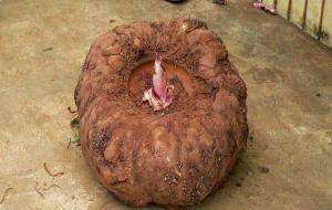 魔芋是什么东西(魔芋长什么样)