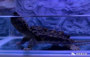 最简单的养龟方法