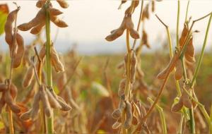 菽、粟、黍、稻、稷指是什么