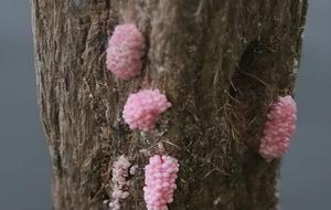 福寿螺的卵为什么不能碰