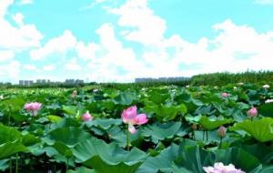 莲叶何田田是指什么意思