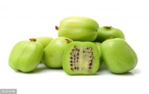 软枣猕猴桃(猕猴桃科猕猴桃属植物)