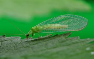 草蛉是益虫还是害虫