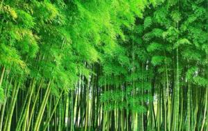 十大好闻的香薰味道推荐