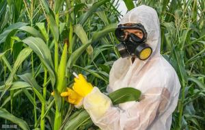 甜玉米是转基因的吗