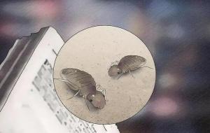 床上有很小很小的虫子是什么虫